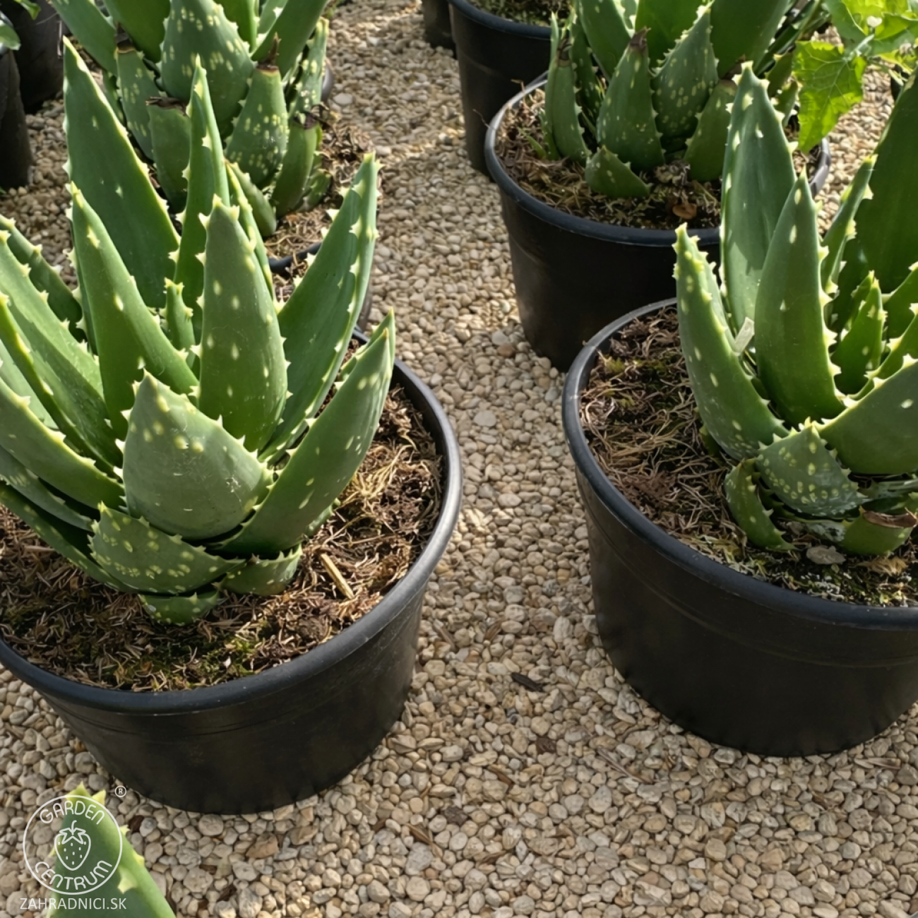 Obrázok Aloe Mitriformis - výška 15-25 cm, kont. C5L